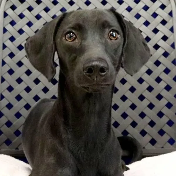 A young small-sized male Dachshund dog named Guillermo for adoption in Fort Davis, TX