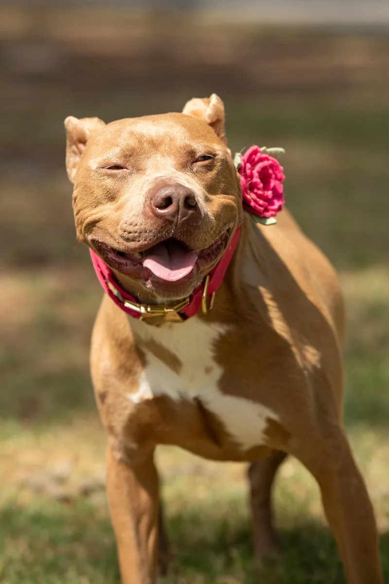 An adult medium-sized female Yellow / Tan / Blond / Fawn Mixed Breed dog named Marshmallow for adoption in Myrtle Beach, SC