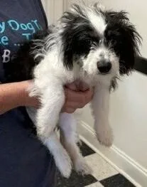 A baby small-sized male English Springer Spaniel dog named Parson for adoption in Dawson, GA