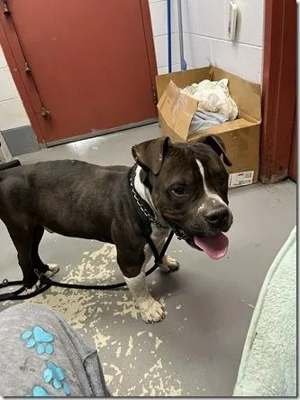 Mario Adult Low Rider