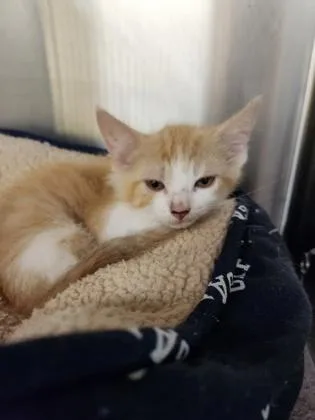A baby small-sized female Domestic Short Hair cat named Tulip for adoption in Independence, MO