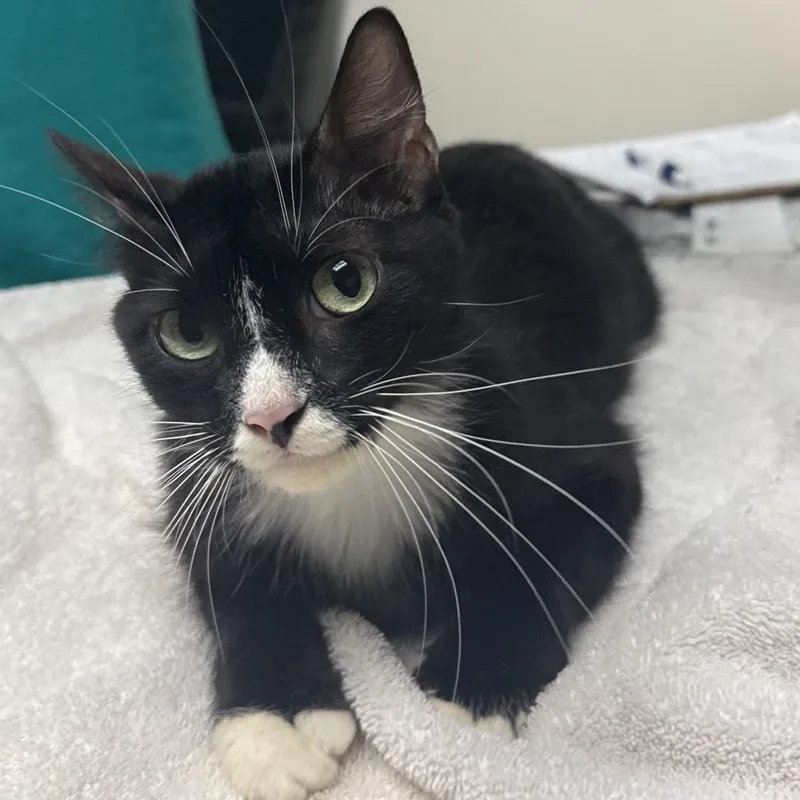 An adult medium-sized female Black Domestic Short Hair cat named Priscilla for adoption in Lakeland, FL