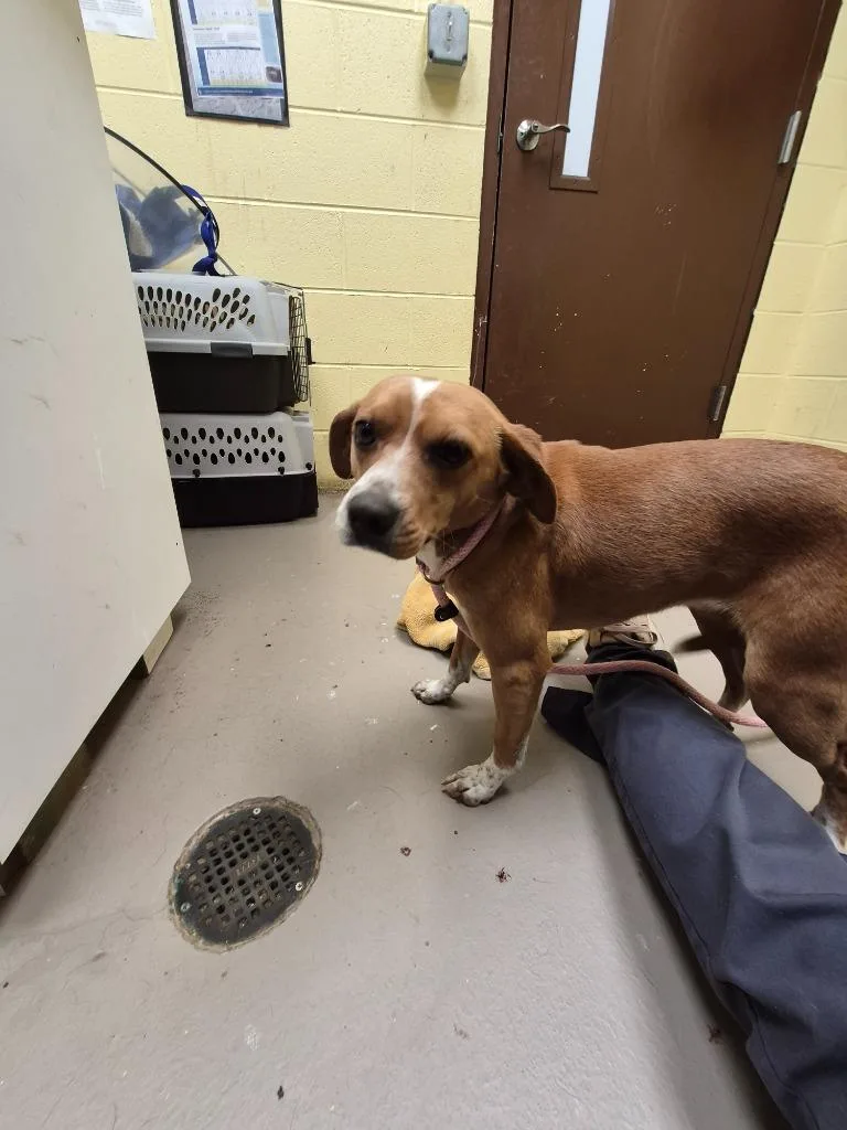 An adult small-sized female Chihuahua dog named Sassafrass for adoption in Crossville, TN