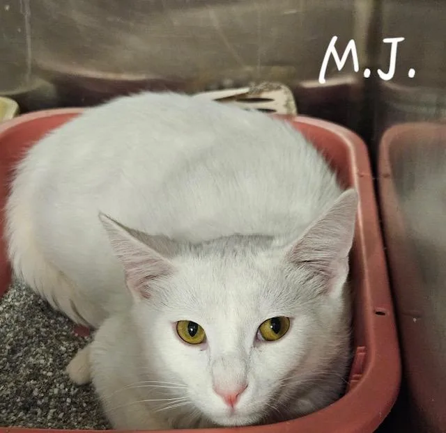 An adult medium-sized male Domestic Short Hair cat named M.j. for adoption in Davenport, IA