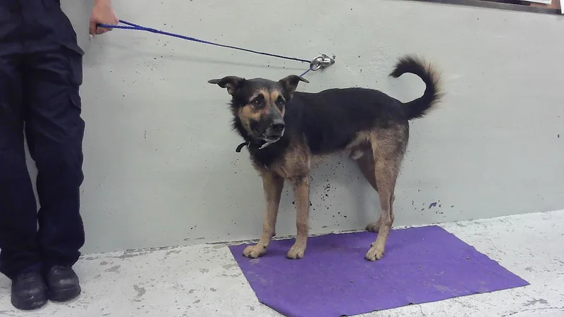 An adult large-sized male German Shepherd Dog dog named Berry for adoption in Houston, TX