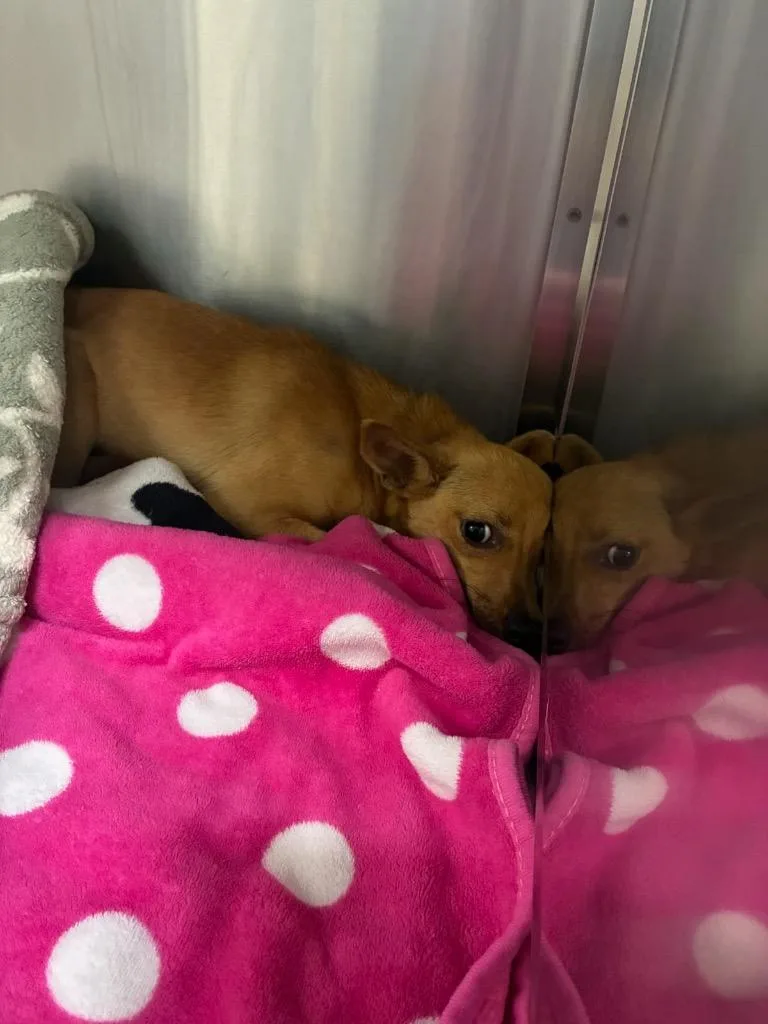 A young small-sized female Chihuahua dog named Paddy for adoption in Seguin, TX
