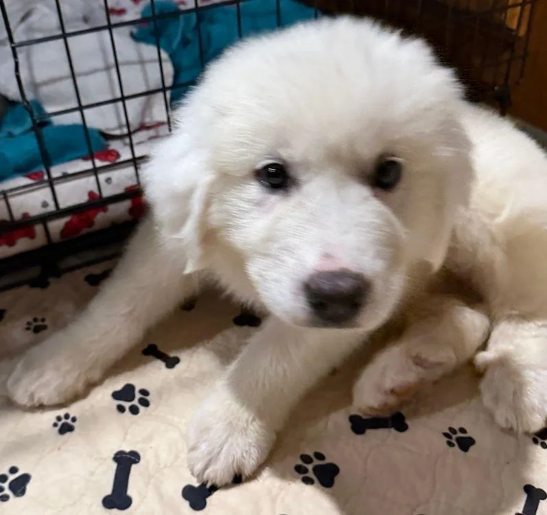 A baby extra large-sized male White / Cream Great Pyrenees dog named Fisher for adoption in Larkspur, CO