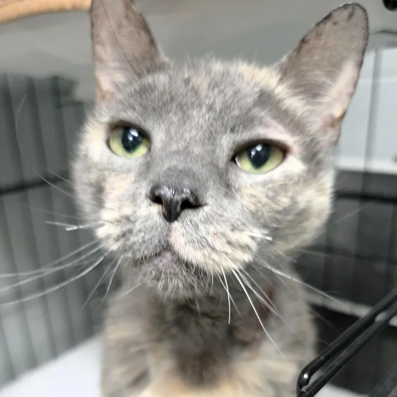 A senior medium-sized female Calico Domestic Short Hair cat named Missy for adoption in Michigan City, IN