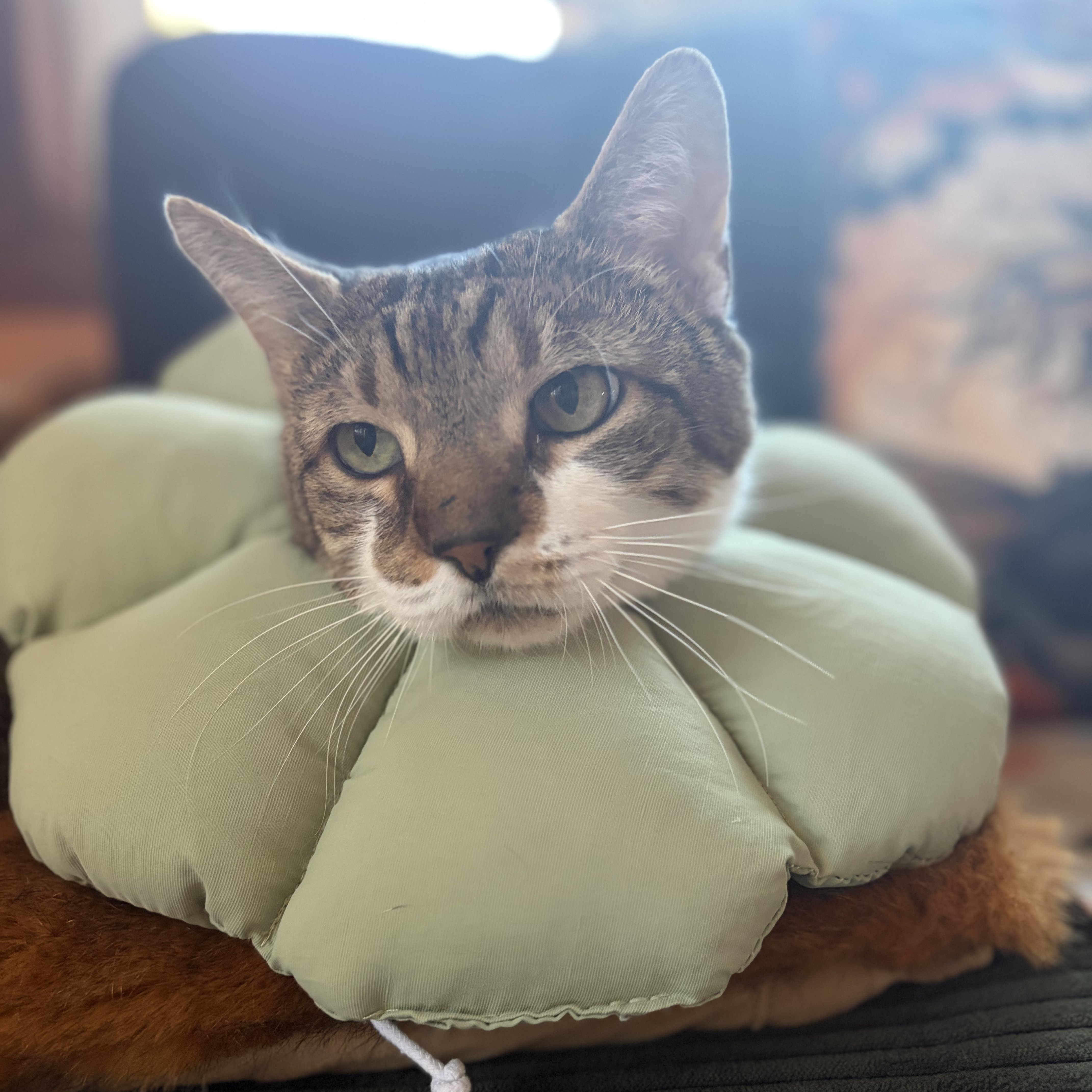 An adult large-sized male Tabby (Buff / Tan / Fawn) Domestic Short Hair cat named Mackie  the lap for adoption in Bloomfield, NJ