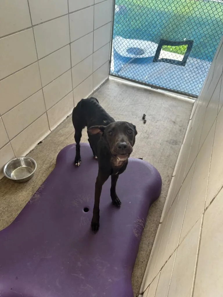 A baby small-sized male Mixed Breed dog named Blackie for adoption in Bossier City, LA