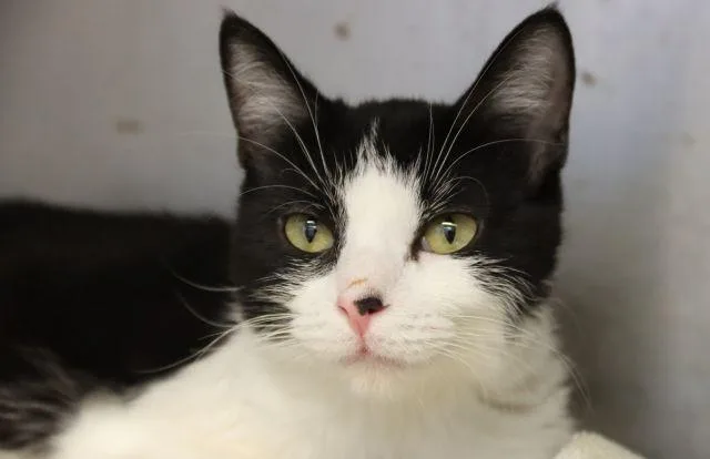 A young small-sized female Domestic Short Hair cat named Starling for adoption in Tucson, AZ