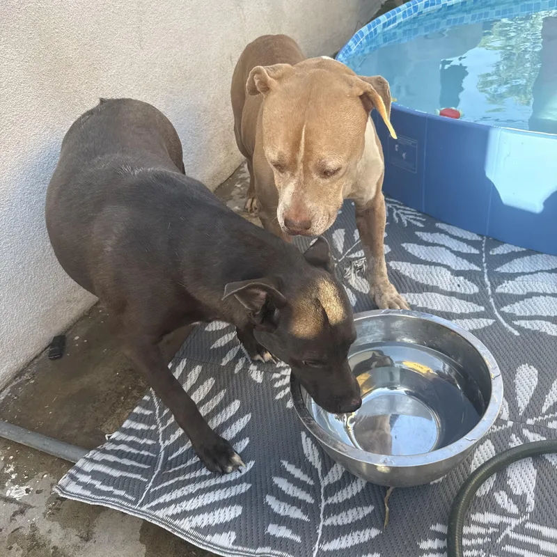 An adult medium-sized female Black Pit Bull Terrier dog named Angel for adoption in Woodland Hills, CA