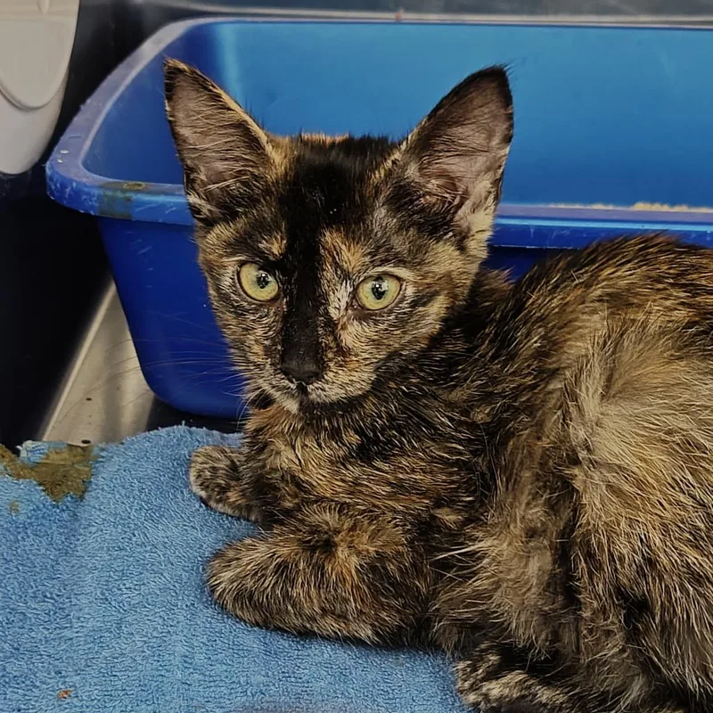 A baby small-sized female Tortoiseshell Domestic Short Hair cat named Tamera for adoption in Upland, CA