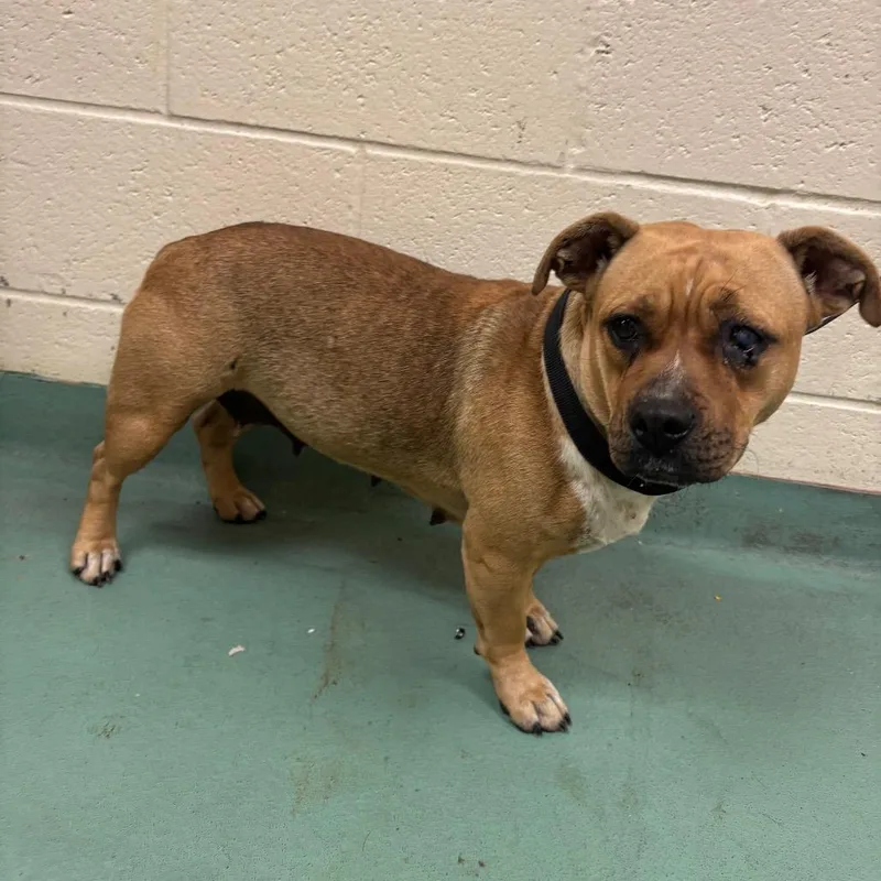 An adult medium-sized female Brown / Chocolate Mixed Breed dog named Sandy for adoption in Memphis, TN