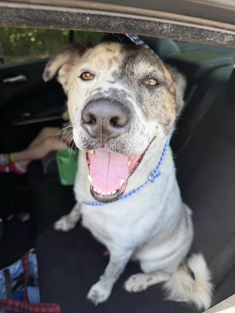An adult medium-sized male Tricolor (Brown, Black, & White) Australian Cattle Dog / Blue Heeler dog named Jonah for adoption in Milton, FL