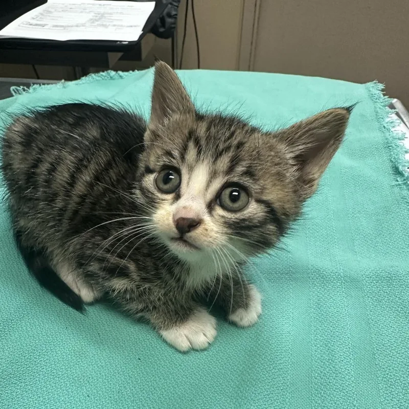 A baby small-sized female Domestic Short Hair cat named Pip for adoption in Tacoma, WA
