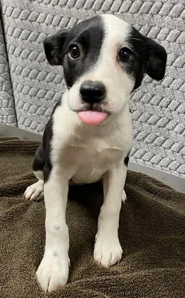 A baby large-sized female Mixed Breed dog named Cupcake Cassidy for adoption in Lampasas, TX