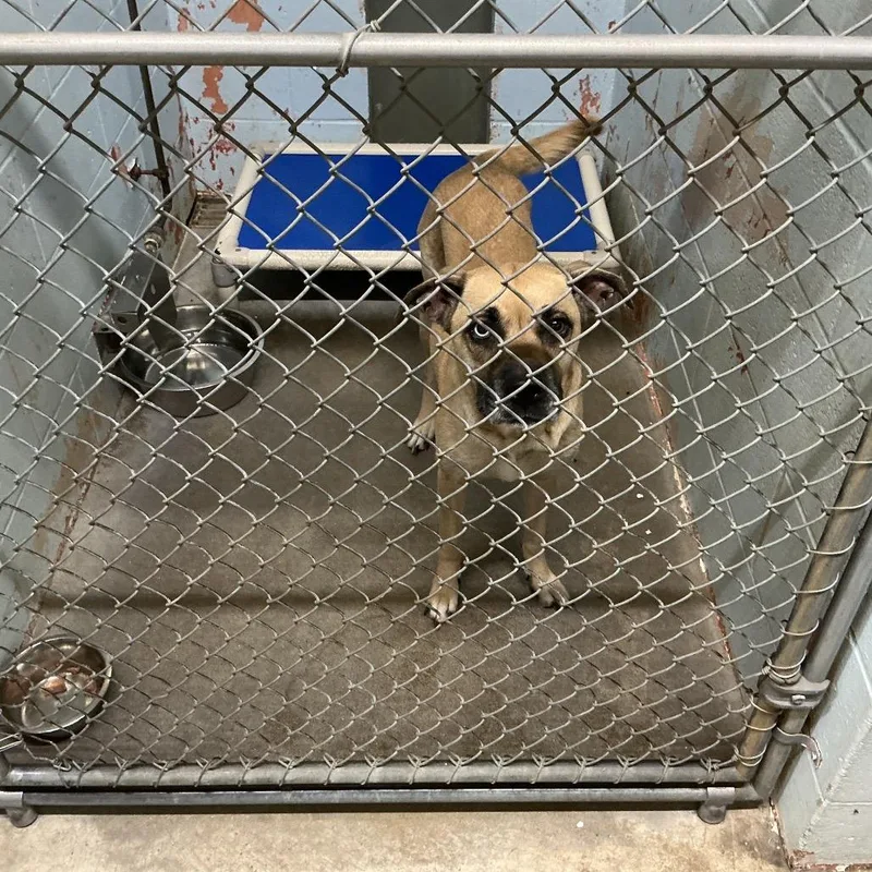 An adult medium-sized female Yellow / Tan / Blond / Fawn Husky dog named Miss Judge for adoption in St Joseph, MO