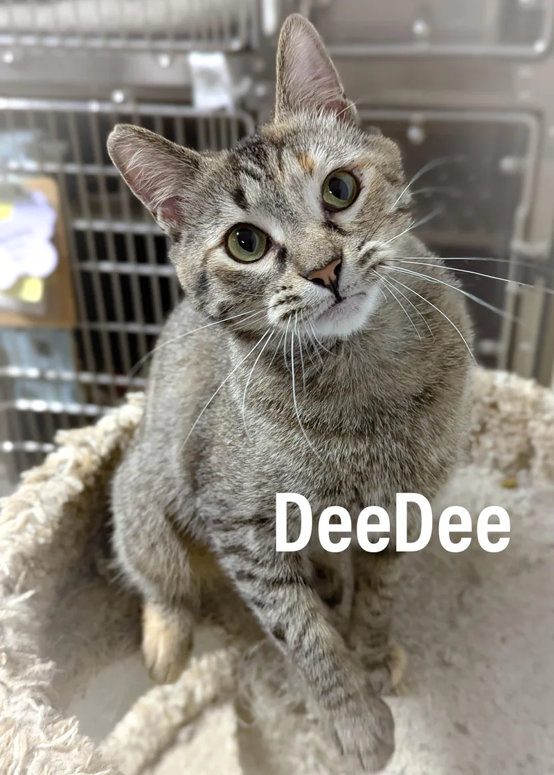 DeeDee thumbnail 3