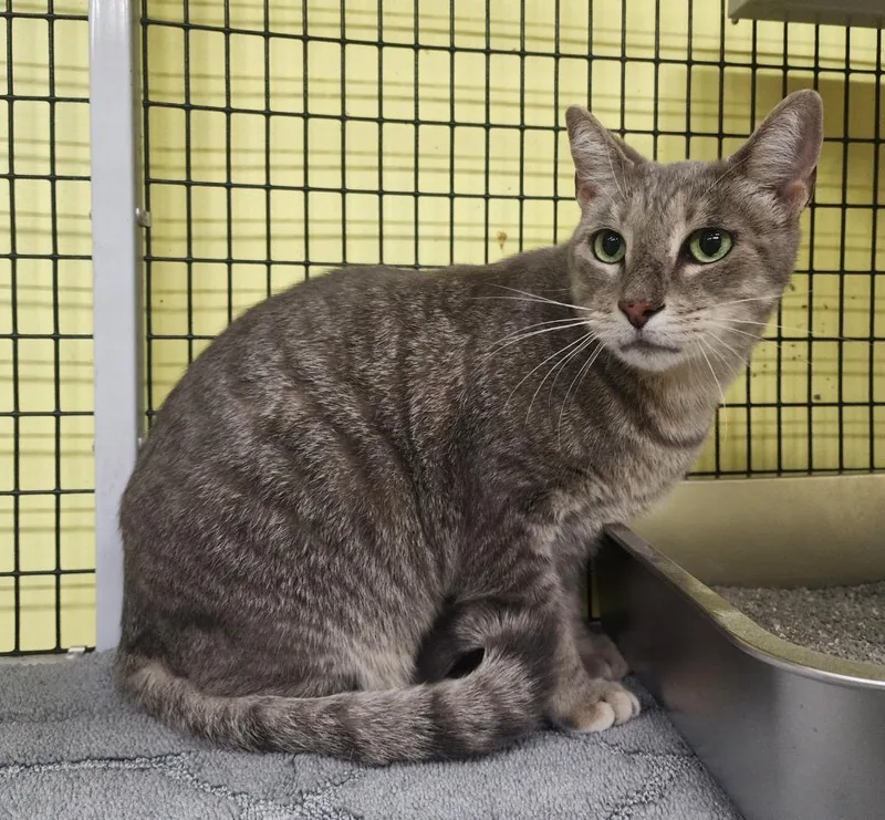 An adult small-sized male Domestic Short Hair cat named Donnie for adoption in Maumelle, AR