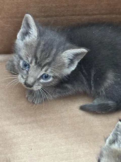 A baby medium-sized female Domestic Short Hair cat named Phoebe for adoption in Dallas, TX