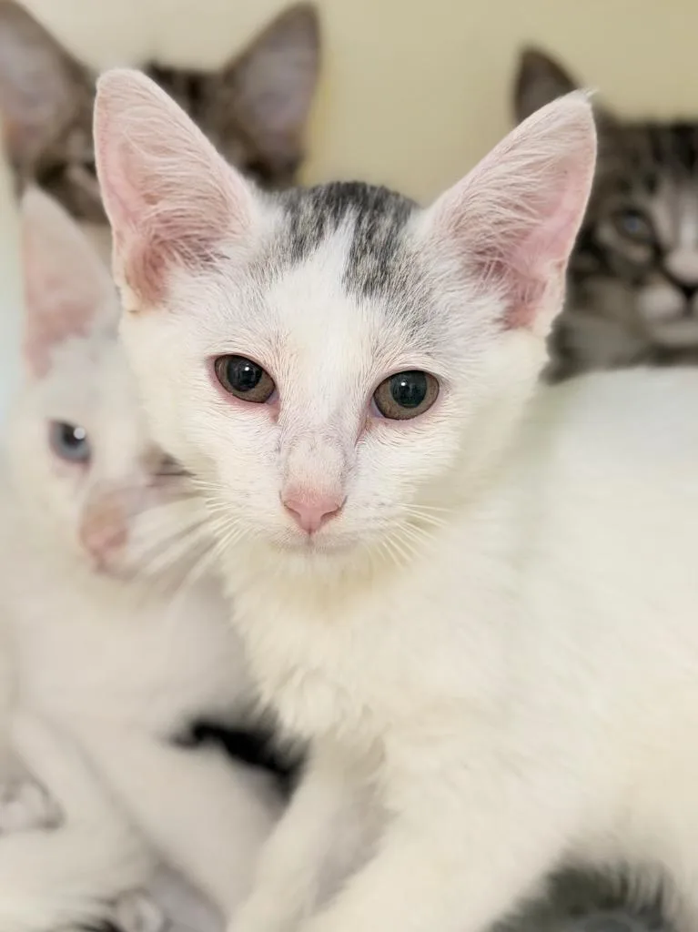 A baby medium-sized male Domestic Short Hair cat named Homeland Security for adoption in Menomonie, WI