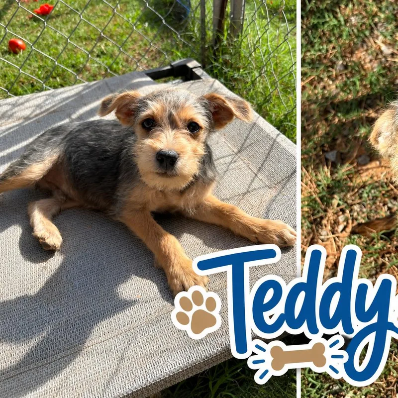 A baby small-sized male Schnauzer dog named Teddy for adoption in Huntsville, AL