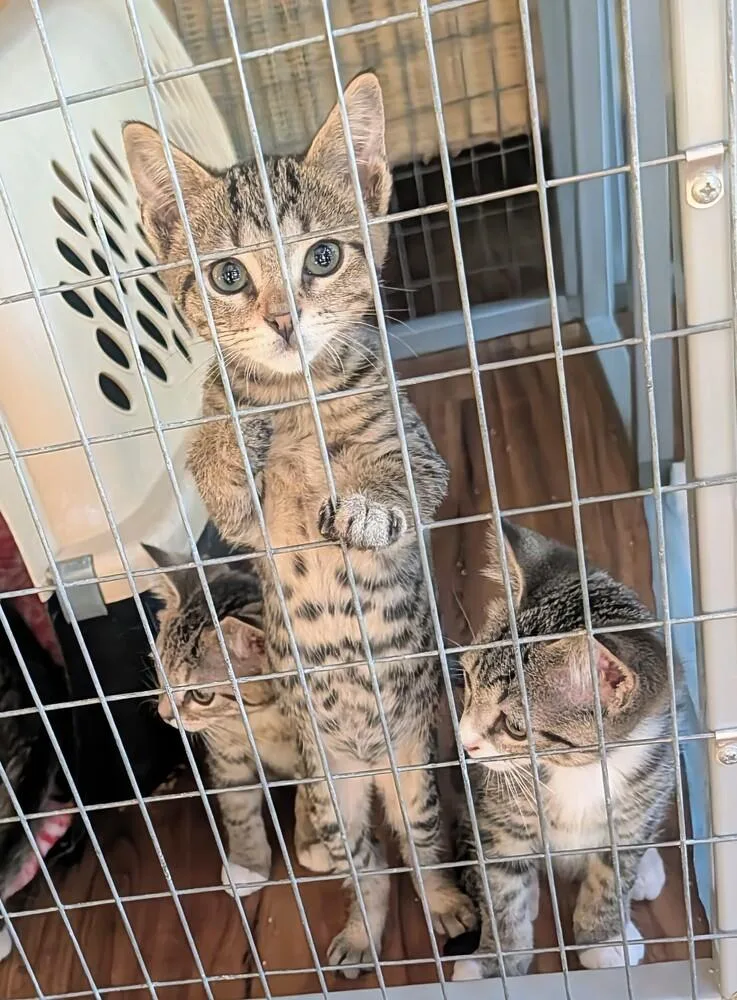 A baby small-sized male Domestic Short Hair cat named Sloane for adoption in Louisa, VA