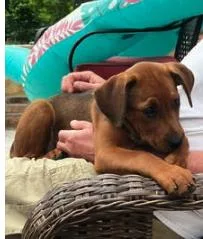 A baby medium-sized female Brown / Chocolate Hound dog named Faye for adoption in Plainfield, IL