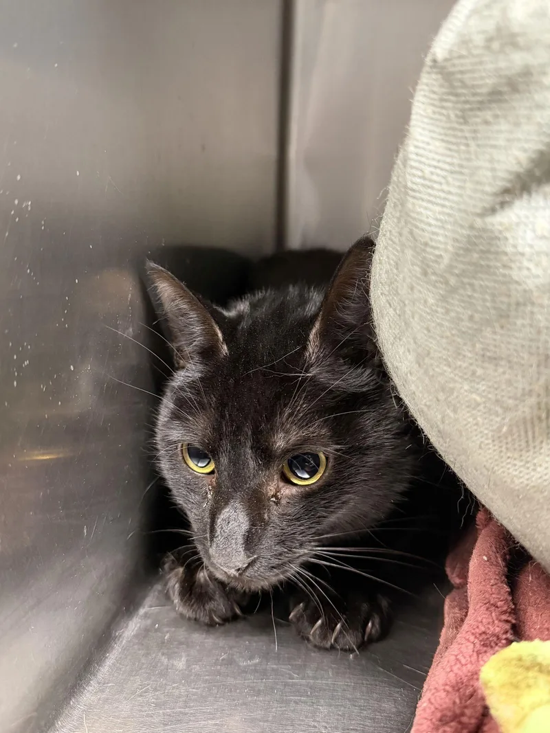 An adult medium-sized male Domestic Short Hair cat named Oreo for adoption in New Martinsville, WV