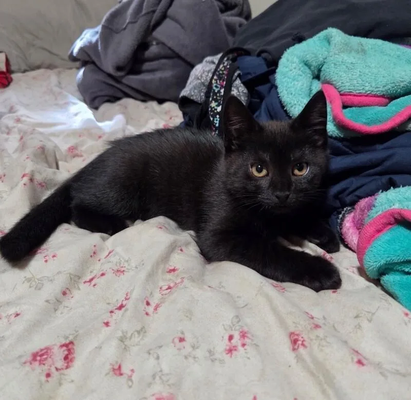A young medium-sized male Black Domestic Short Hair cat named Baby Boo for adoption in North Babylon, NY