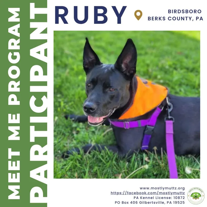 An adult medium-sized female Labrador Retriever dog named Ruby for adoption in Pottstown, PA