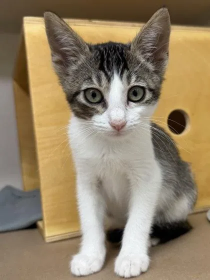 A baby small-sized female Domestic Short Hair cat named Edith for adoption in Bellevue, WA