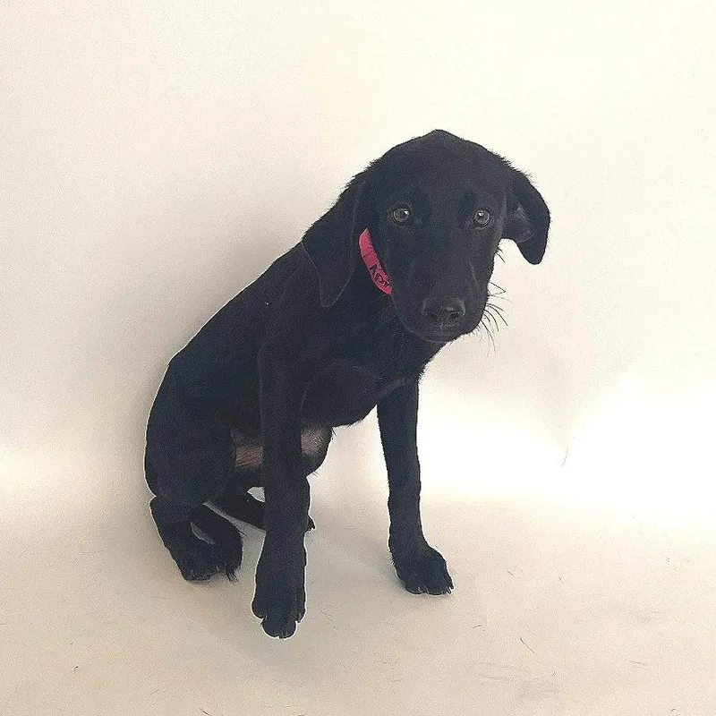 A baby small-sized female Black Mixed Breed dog named April for adoption in Saint Louis, MO