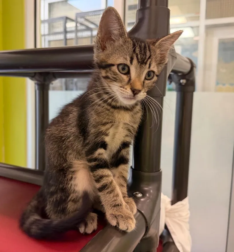 Rye thumbnail 2