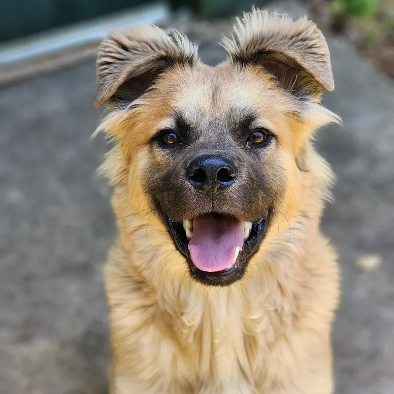 A young medium-sized male Yellow / Tan / Blond / Fawn Chow Chow dog named Elliot for adoption in Montgomery, AL
