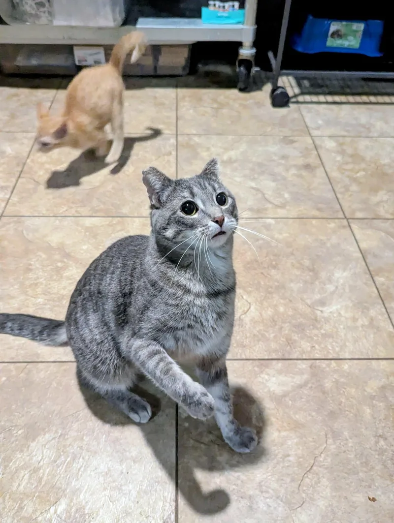 A baby medium-sized female Tabby (Orange / Red) Domestic Short Hair cat named Pookie for adoption in Little Falls, MN