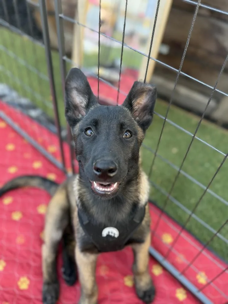 A baby large-sized female Tricolor (Brown, Black, & White) Belgian Shepherd / Malinois dog named Mabel for adoption in Pleasant Hill, CA