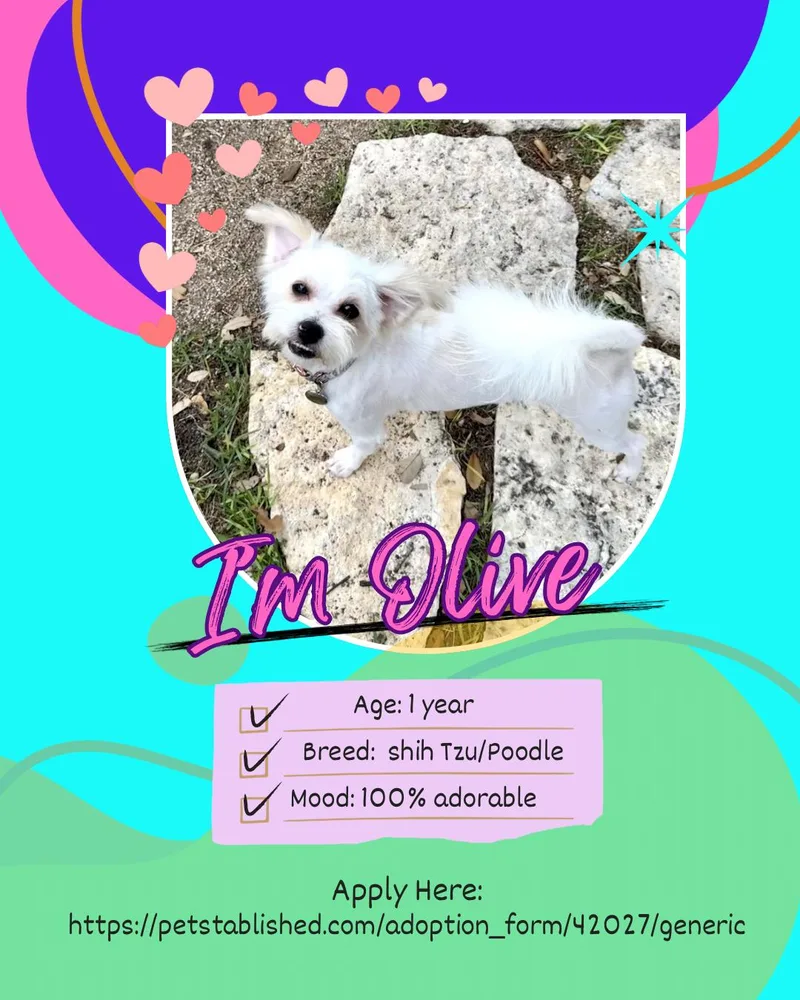 Olive The Little Shipoo