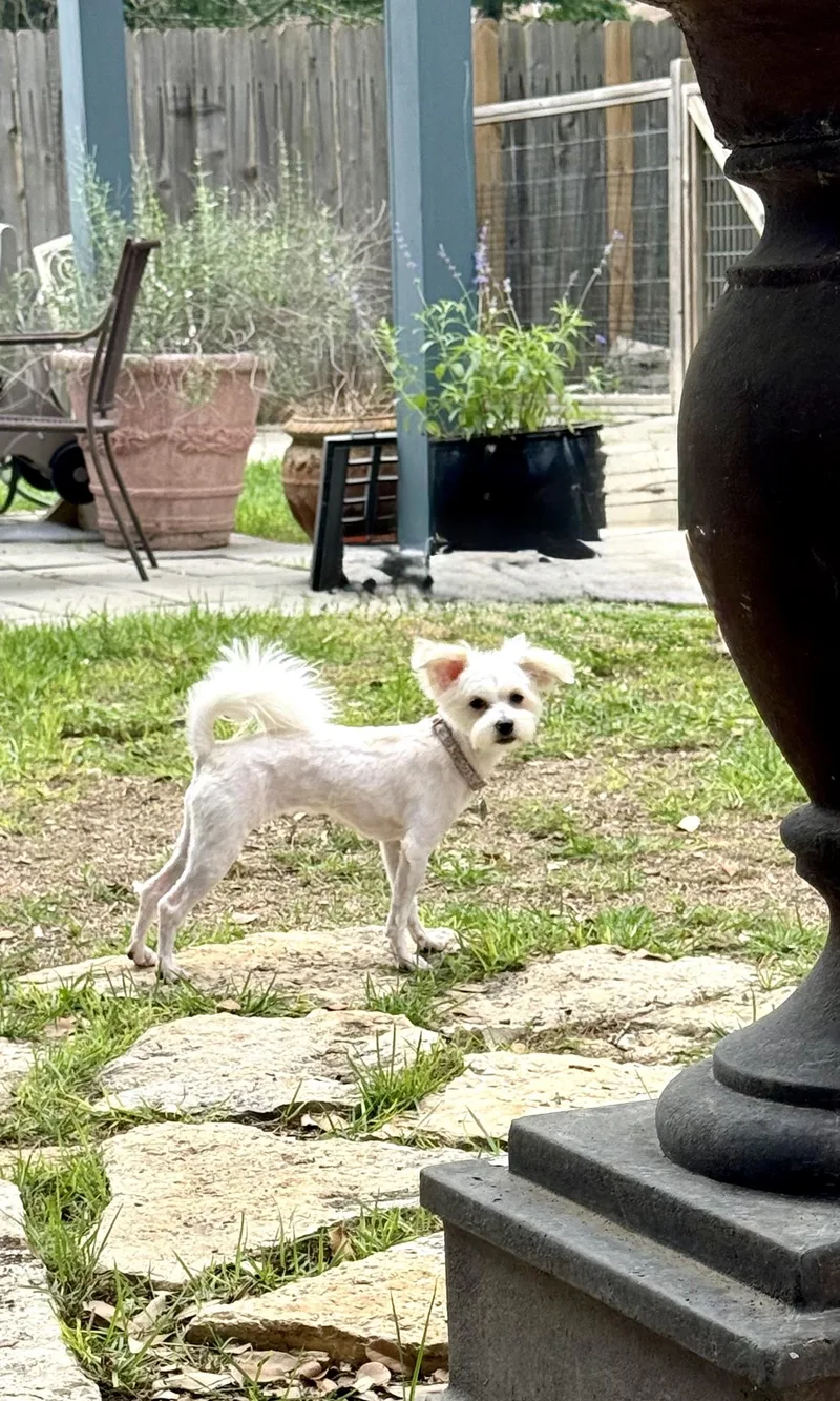 Olive The Little Shipoo thumbnail 2