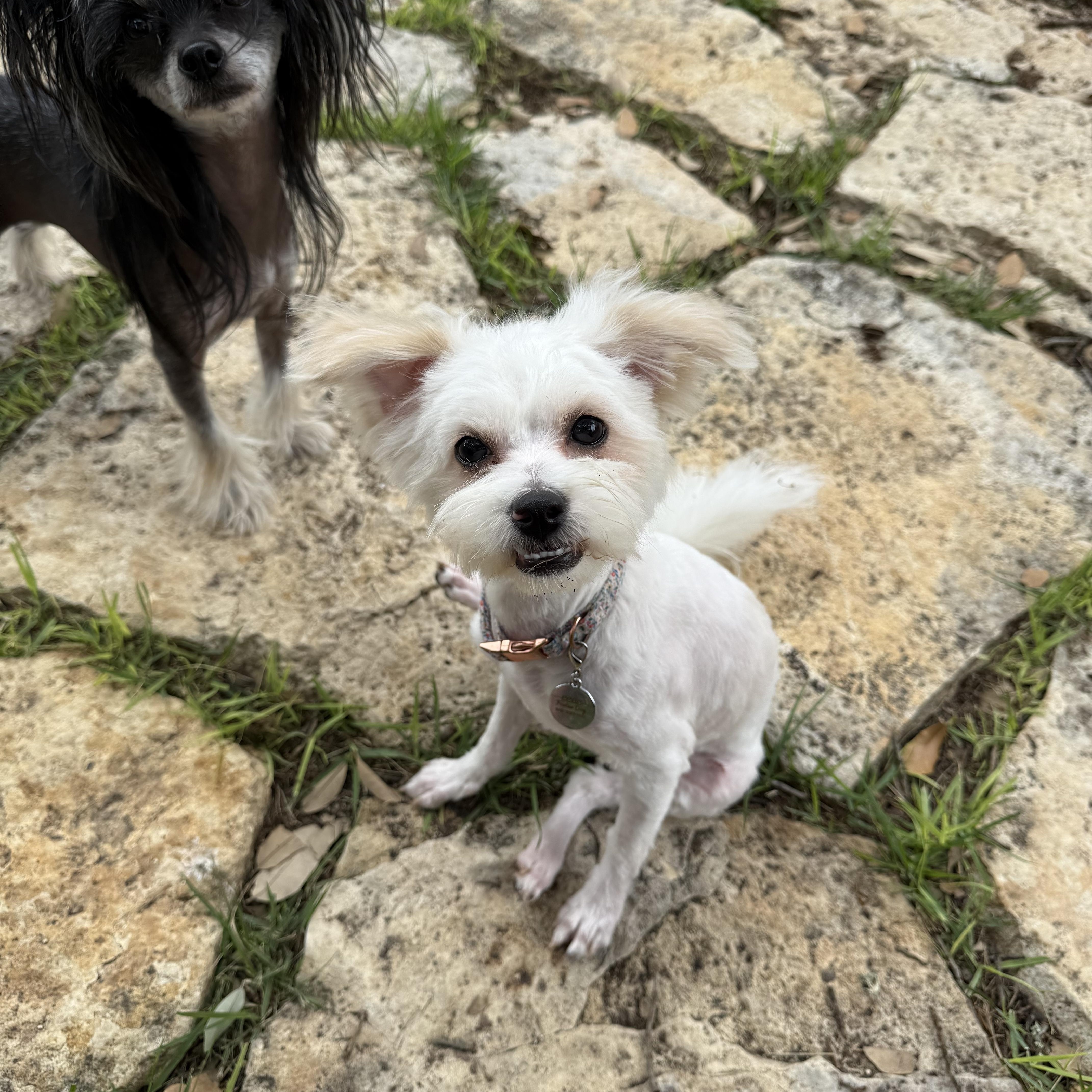 Olive The Little Shipoo thumbnail 3