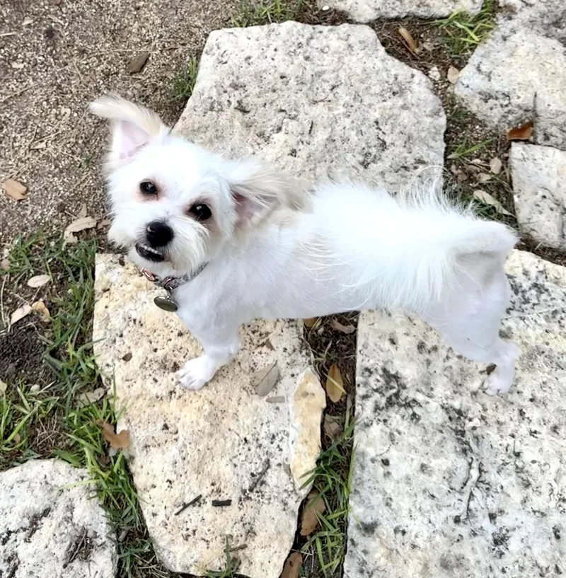 Olive The Little Shipoo thumbnail 4