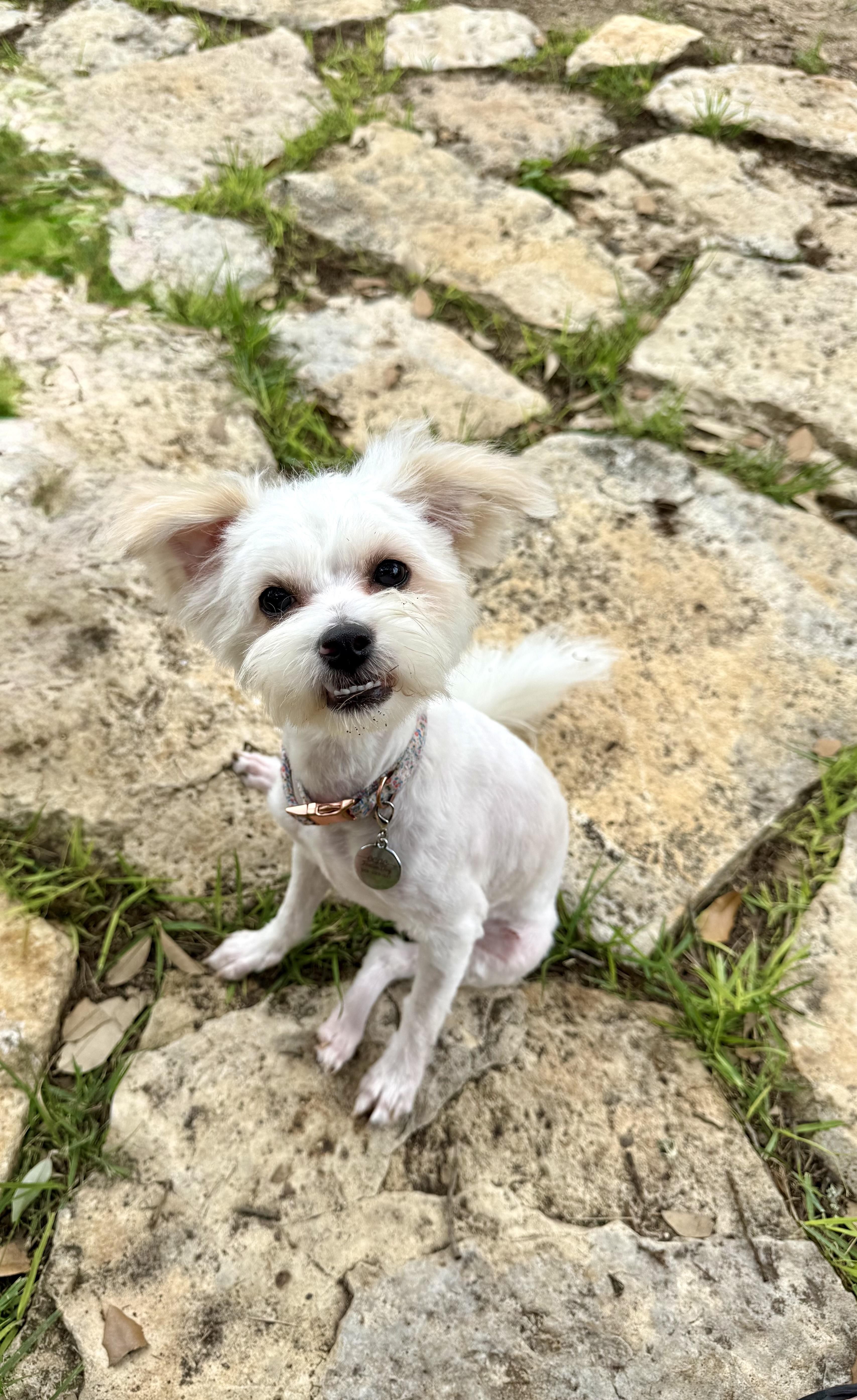 Olive The Little Shipoo thumbnail 5