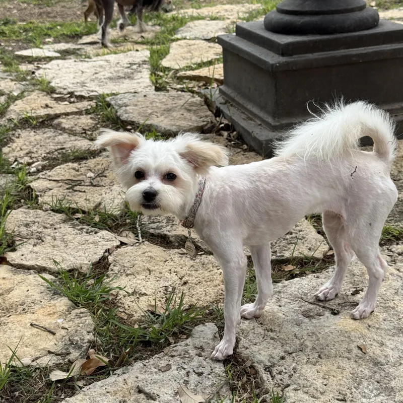 Olive The Little Shipoo thumbnail 6