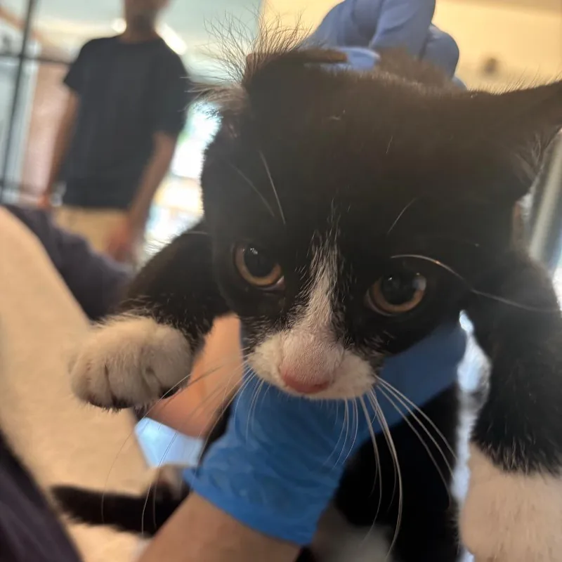 A baby small-sized male Black Domestic Short Hair cat named Chipotle for adoption in Allentown, PA