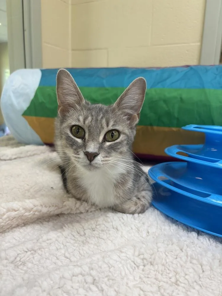 An adult medium-sized female Gray & White Domestic Short Hair cat named Baby Girl for adoption in Kalamazoo, MI