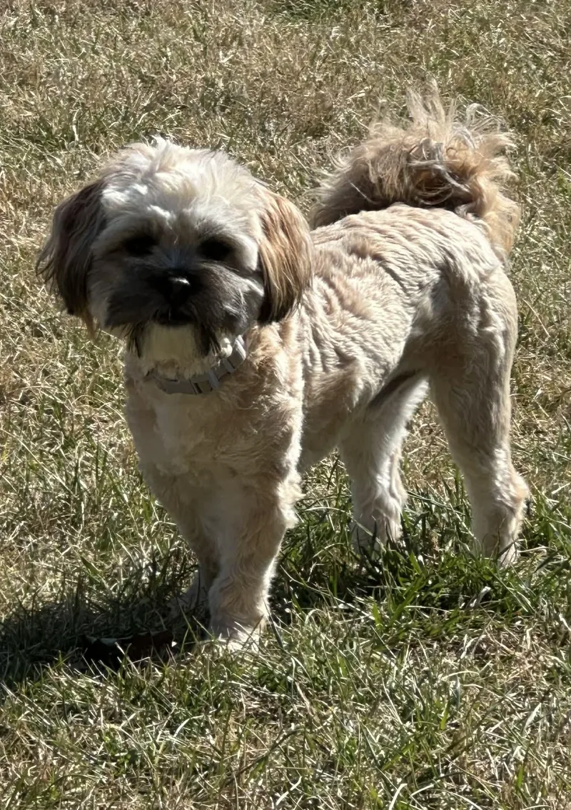An adult small-sized male Yellow / Tan / Blond / Fawn Shih poo dog named Chewy for adoption in Antioch, TN