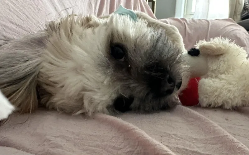 Chewy thumbnail 3