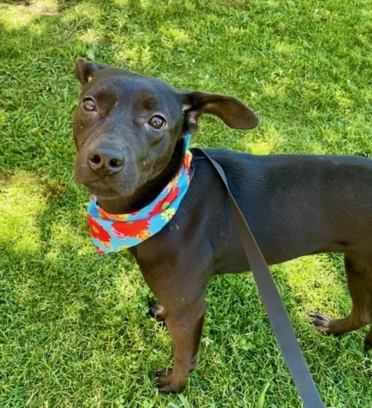 A young medium-sized female Pit Bull Terrier dog named Raven for adoption in Tulsa, OK