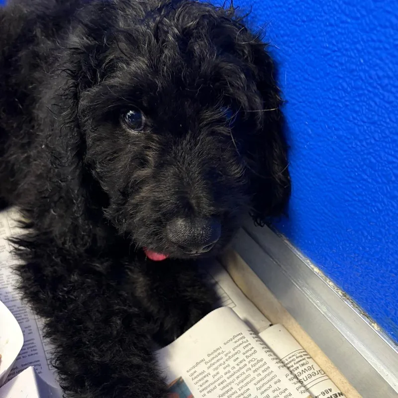 A baby large-sized male Black Labrador Retriever dog named Reed for adoption in Greensboro, GA